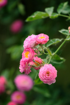 蔷薇花