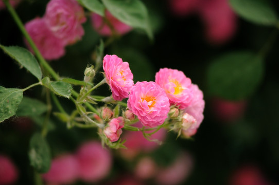 蔷薇花