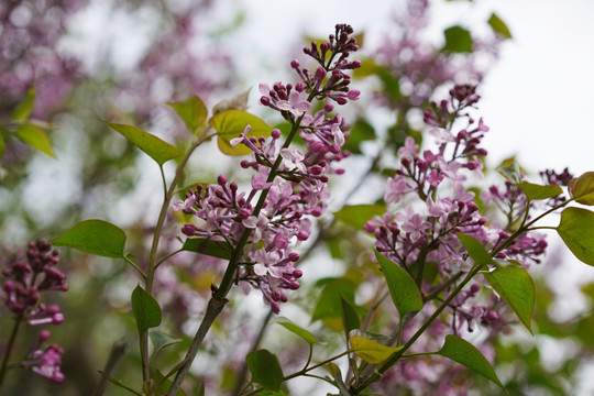 春天 丁香花