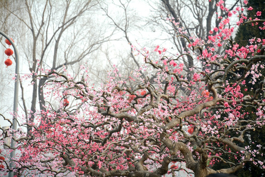 树枝花枝