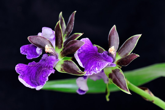 紫香兰
