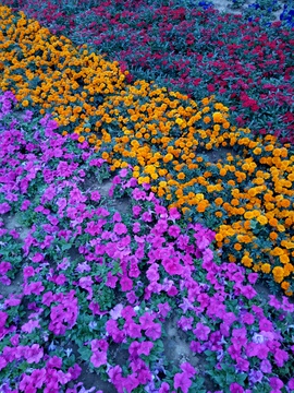 城市绿化 一片花