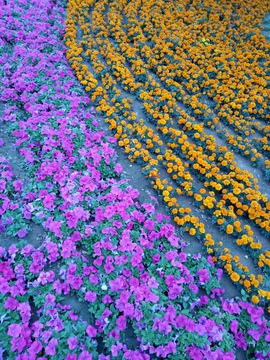 花丛 花簇 一片花 星星花