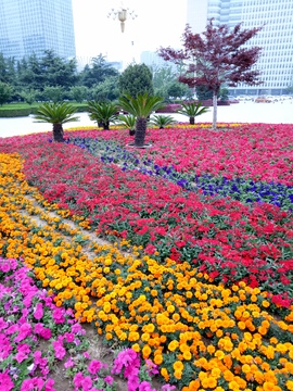 花丛 城市绿化