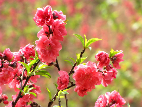 蕉岭桃花