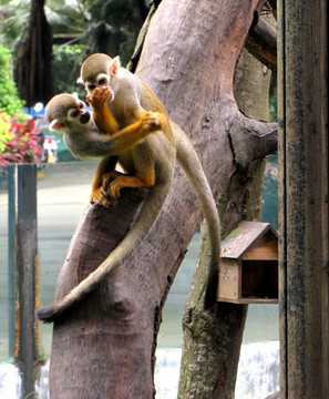 长隆野生动物世界 金丝猴 猴子