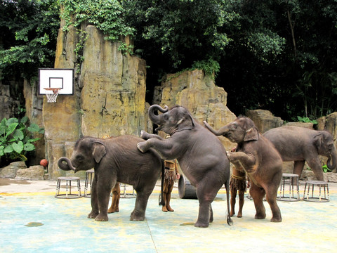 长隆野生动物世界 大象表演