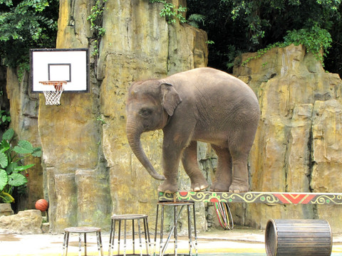 长隆野生动物世界 大象表演