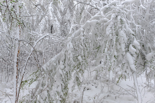 五月雪