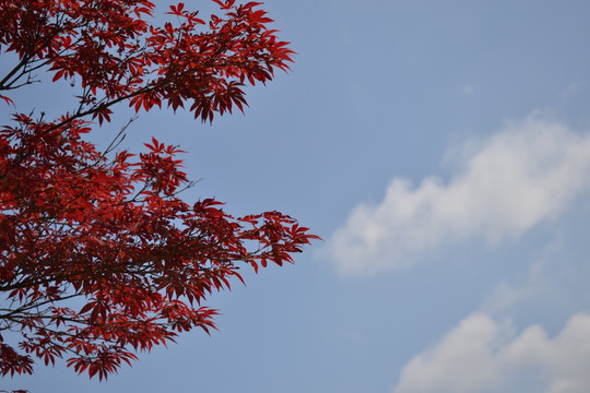 红叶 红枫 红枫叶 红枫树