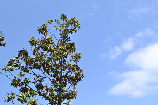 玉兰树 植物背景 蓝天白云