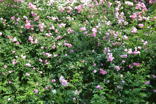 蔷薇花 鲜花墙 植物墙