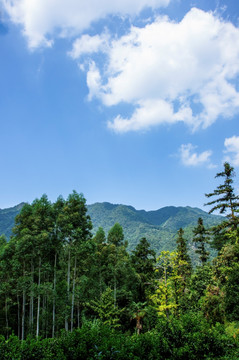 山景风光