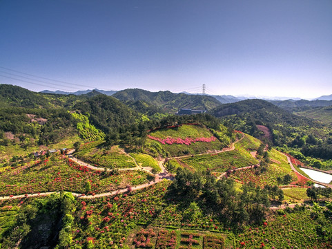 金华雅畈永根杜鹃花全景航拍