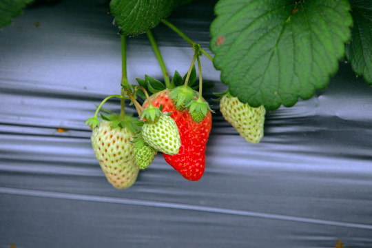 健康草莓