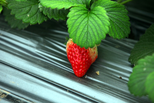 一颗生长的草莓