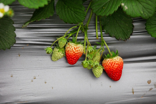 塑料薄膜上的草莓