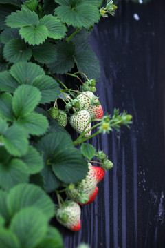 草莓园里