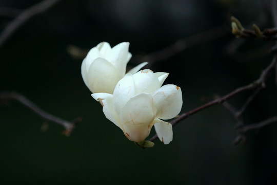 玉兰花开