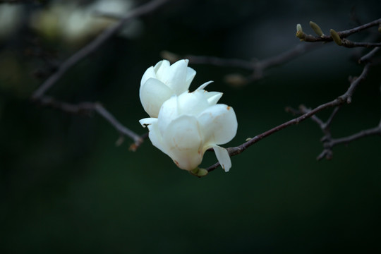 枝头两朵玉兰花