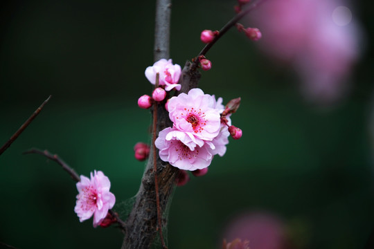 红梅花开的季节