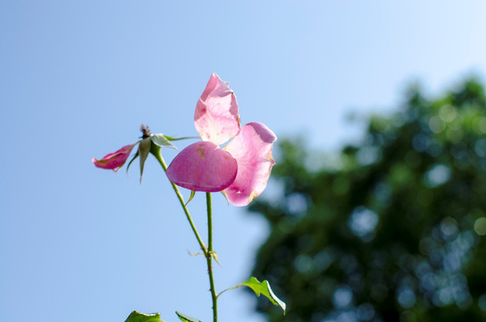 逆光下的月季花