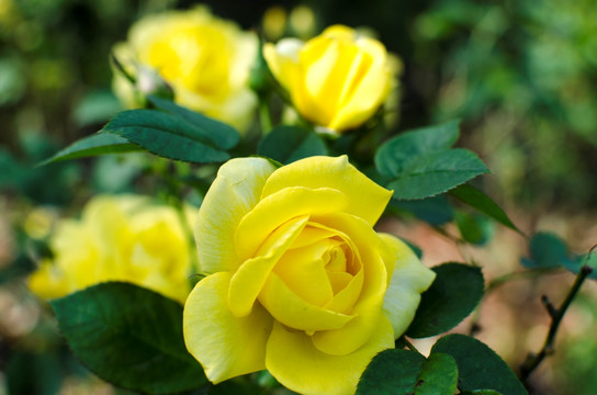 黄色月季花