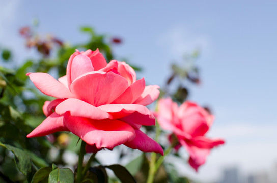 月季花