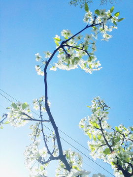 梨树 梨花