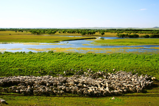 夏季湿地羊群