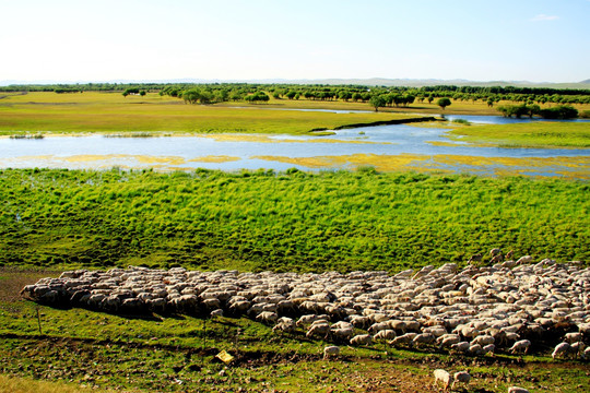 湿地牧场羊群