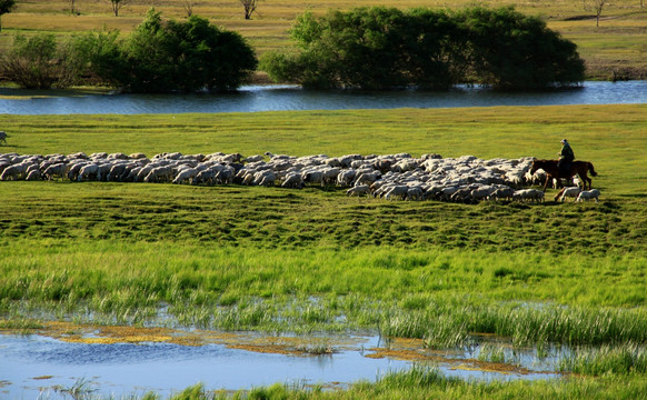 湿地草原羊群
