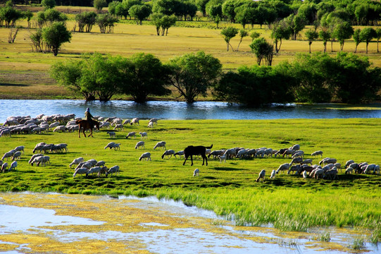 湿地河流羊群