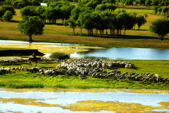 湿地羊群河流