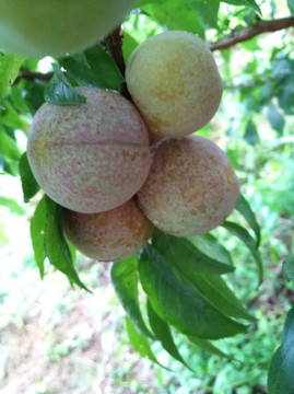 三华李