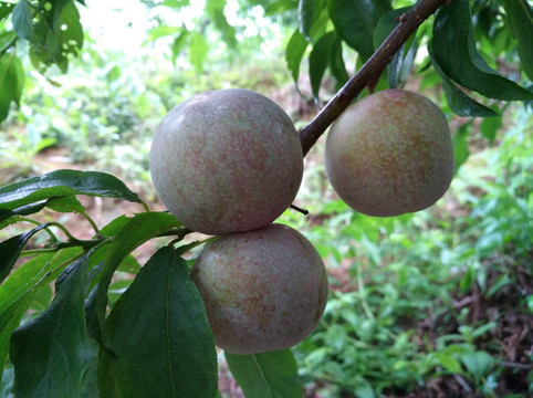 三华李