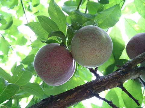 三华李