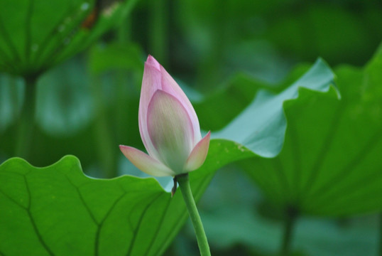 荷花  花蕾