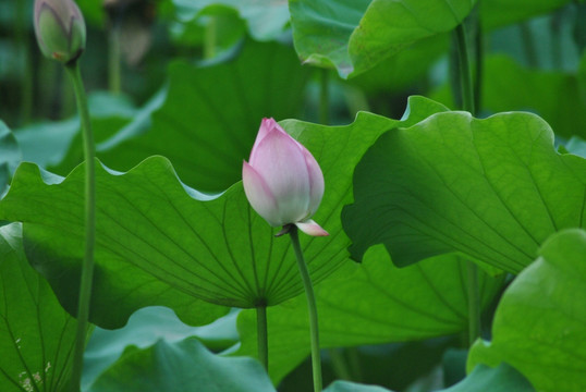 荷花  花蕾