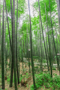竹林