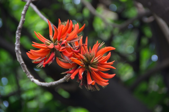 刺桐花