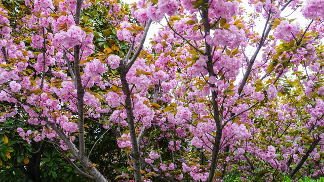 樱花 樱花树 樱花林