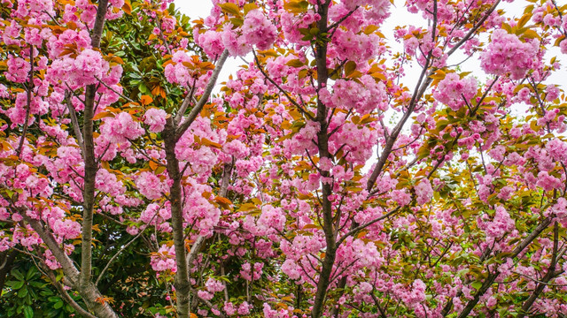 樱花 樱花树 樱花林