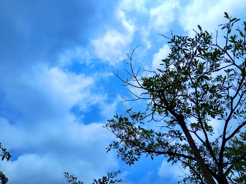 蓝天白云 树枝树叶背景