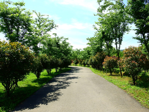 道路树林