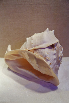 海洋贝类唐冠螺