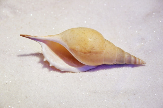海洋贝类马丁氏长鼻螺