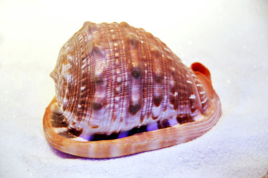 海洋贝类万宝海螺