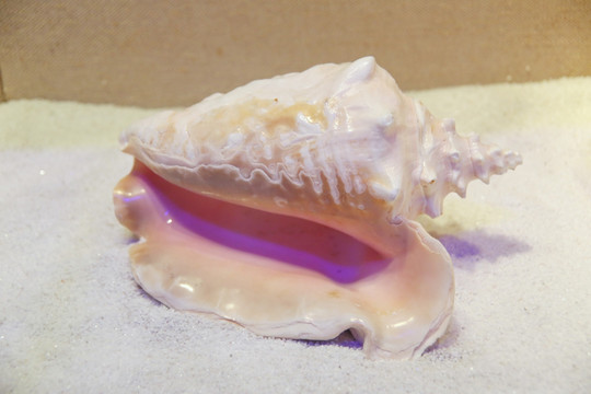 海洋贝类女王凤凰海螺