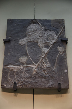 三叠纪创孔海百合化石
